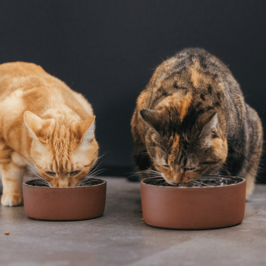 AVA bowls Jag - keraaminen ruokakulho