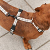 CAFIDE Juno - kierrätetty PET talutin, Beige Line