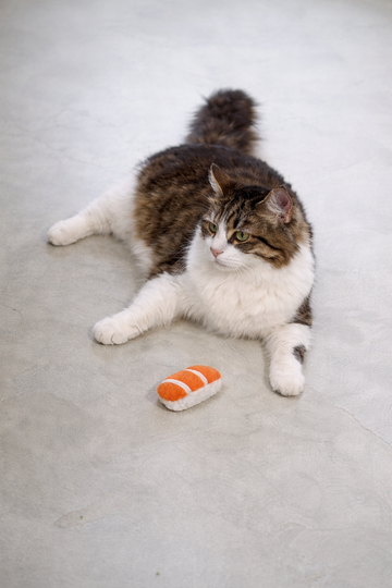 Kissan lelut ja tarvikkeet netistä