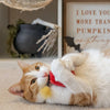 P.L.A.Y. Kitty - Boom - kissanminttulelusetti