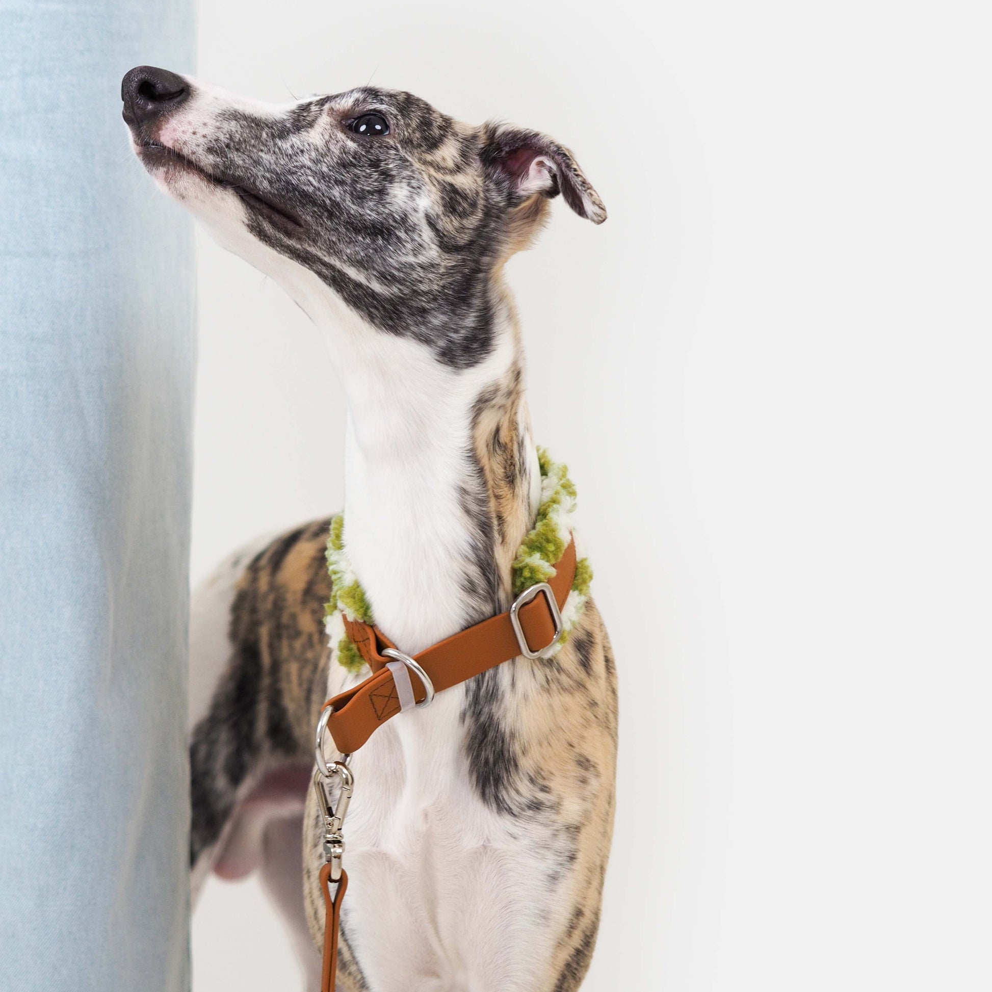 Biothane koiran panta