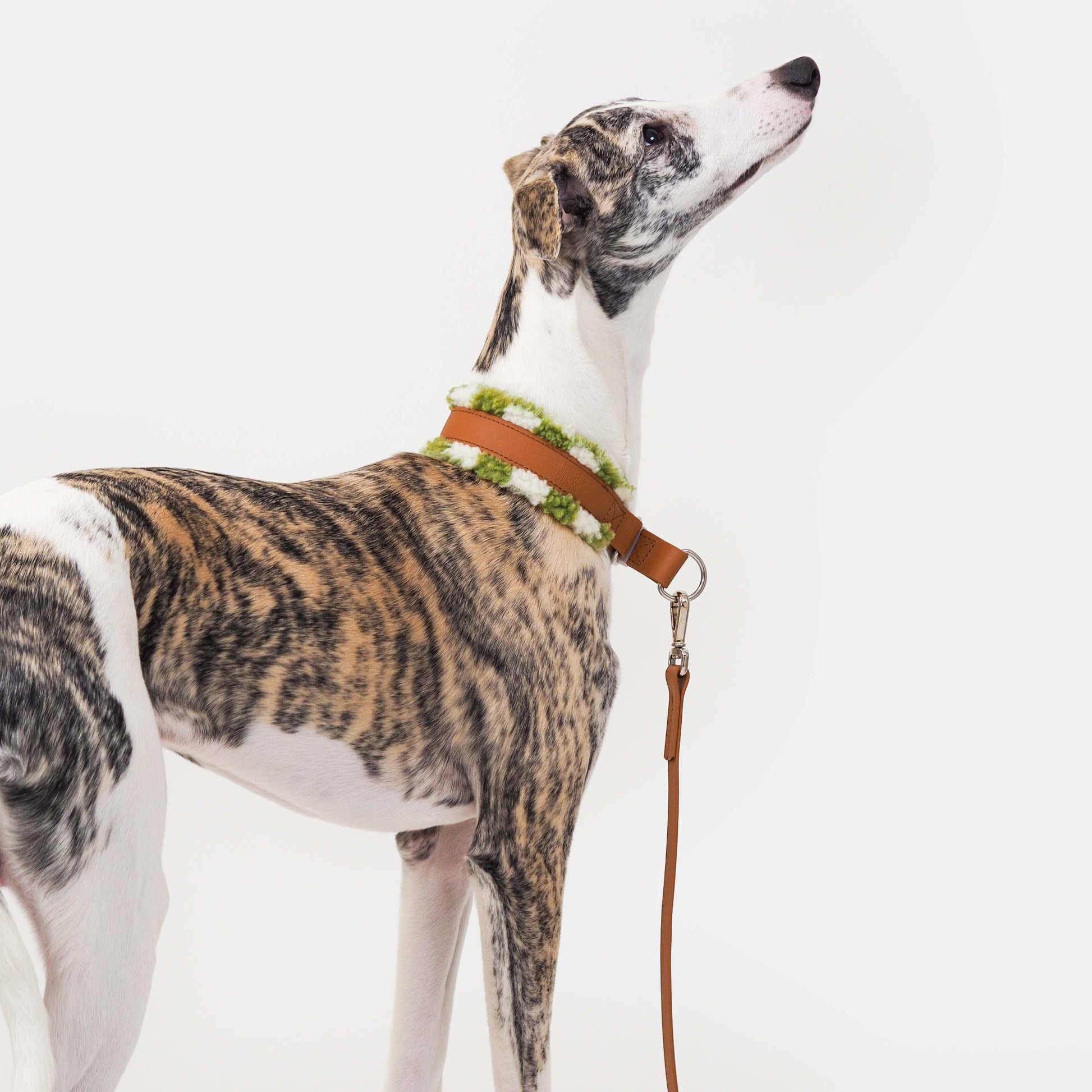 koiran biothane kaulapanta