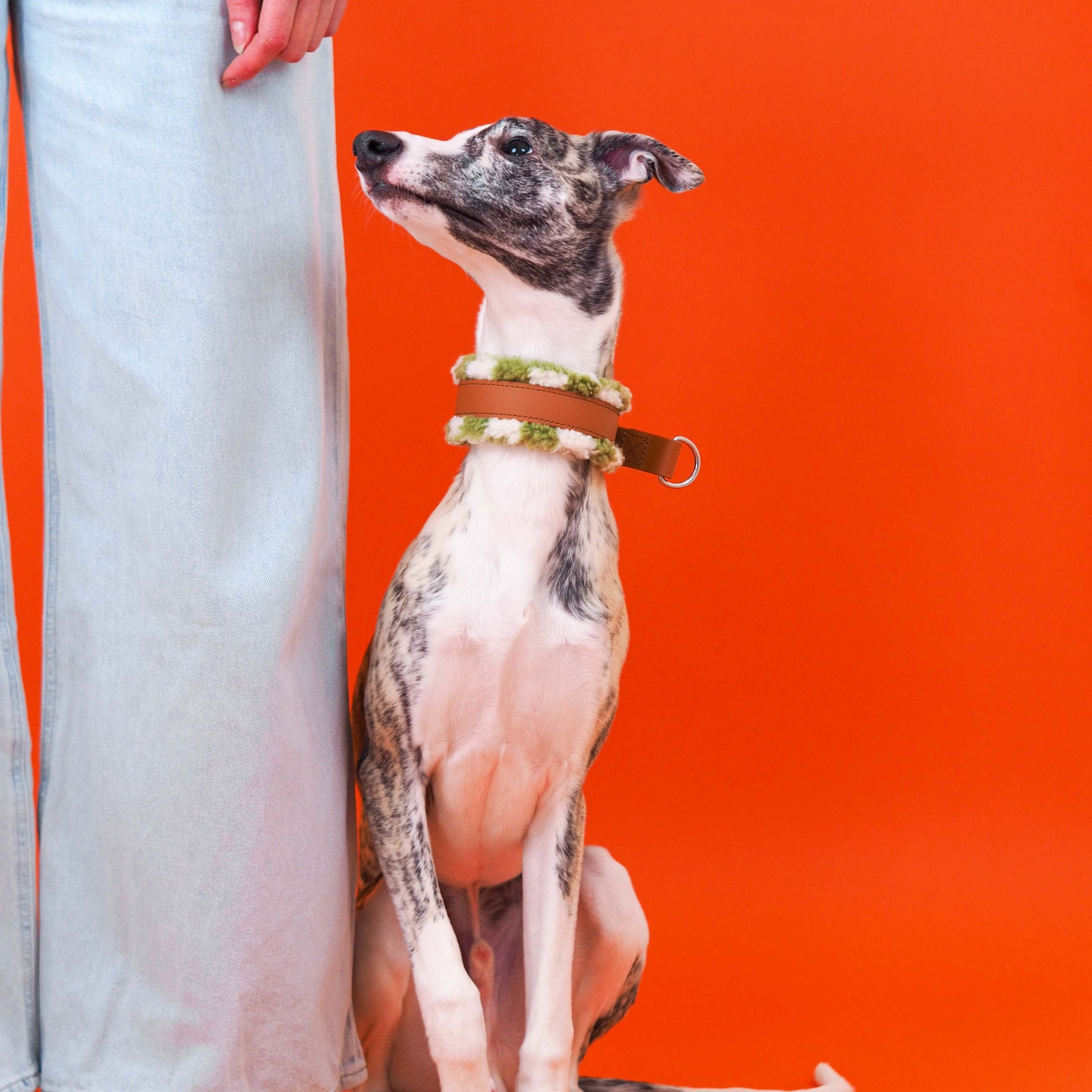 KOIRALIKKA Biothane koiran panta