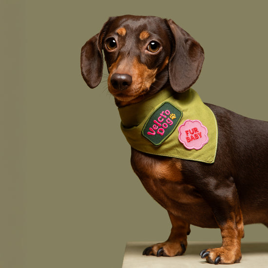 Scout's Honour partiohuivi lemmikille, olive green