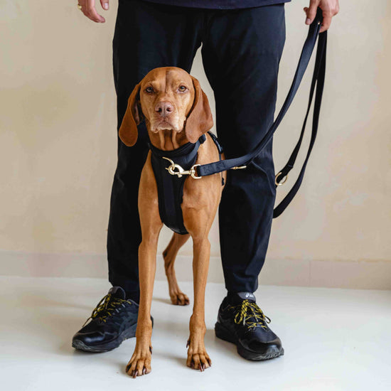 GULA DOG CARE Koiran valjaat, musta