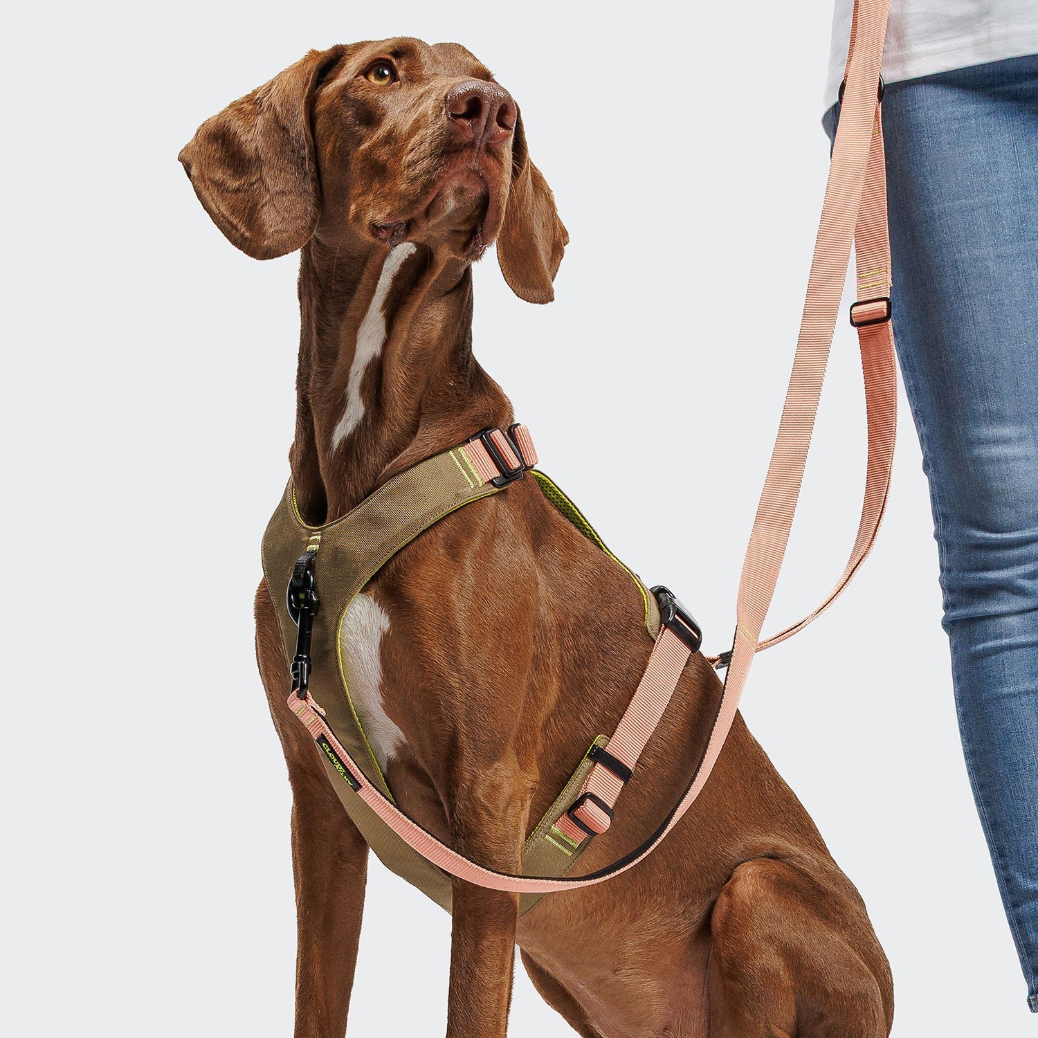 CLOUD7 L-1 AKTIV koiran Hands-Free talutin, persikka – RUFFY