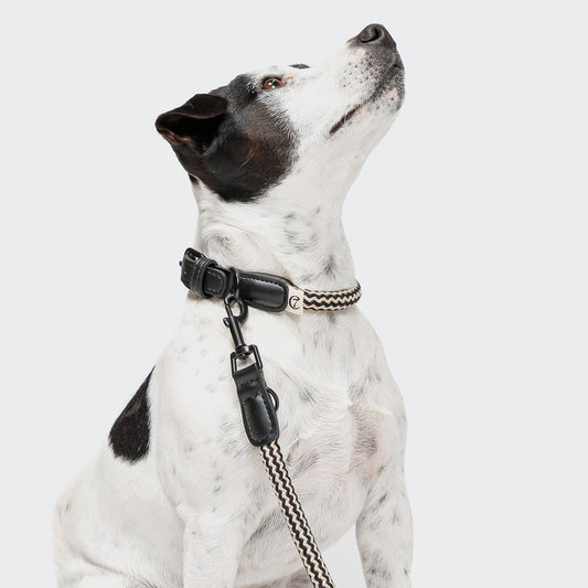 CLOUD7 Mauerpark Zigzag - koiran panta, musta