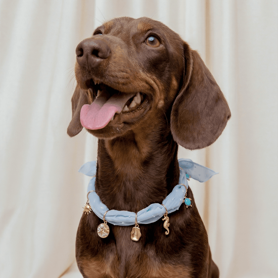 CAFIDE Nata - koiran bandana, vaaleansininen