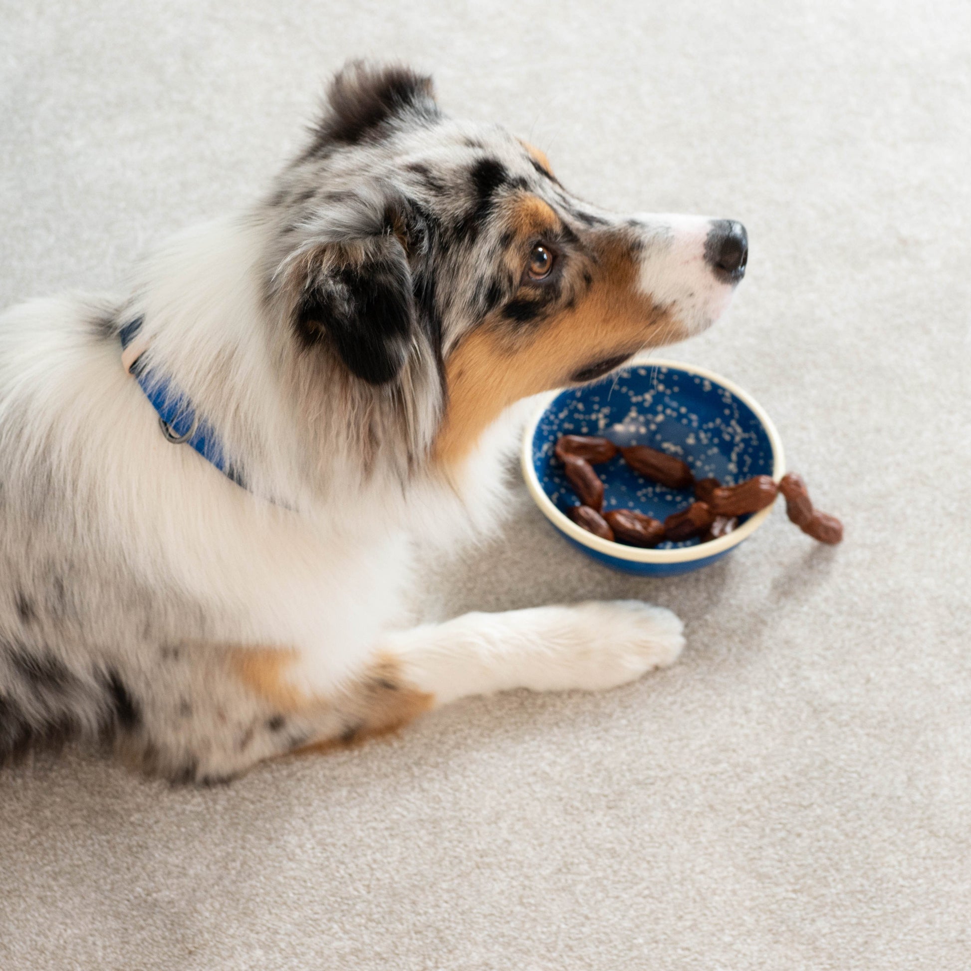 Masimalo Night Sky - emalikulho lemmikille