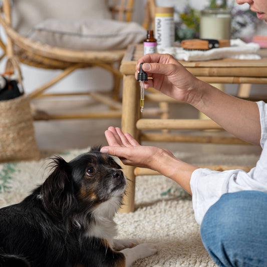 Toutou Petcare Öljy turkille ja iholle