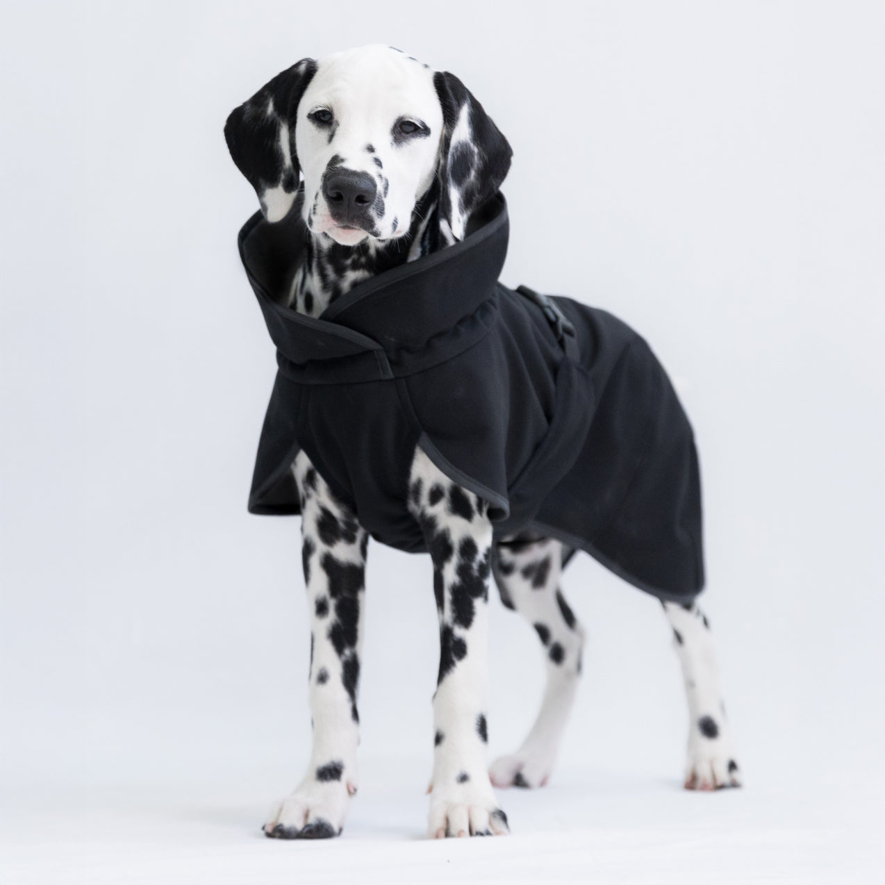 PAIKKA palauttava softshell-takki koiralle, musta