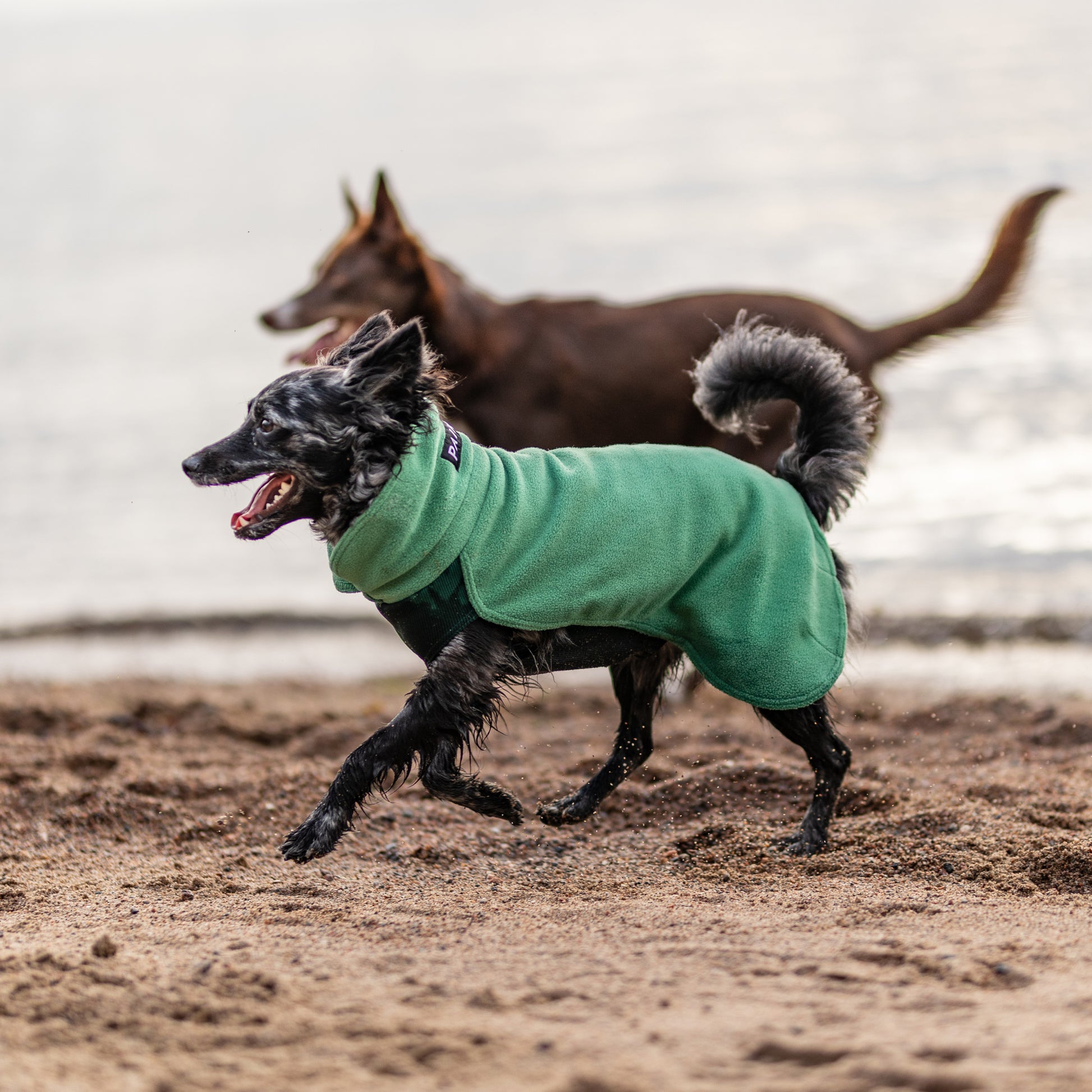 PAIKKA seawool paita koiralle, vihreä