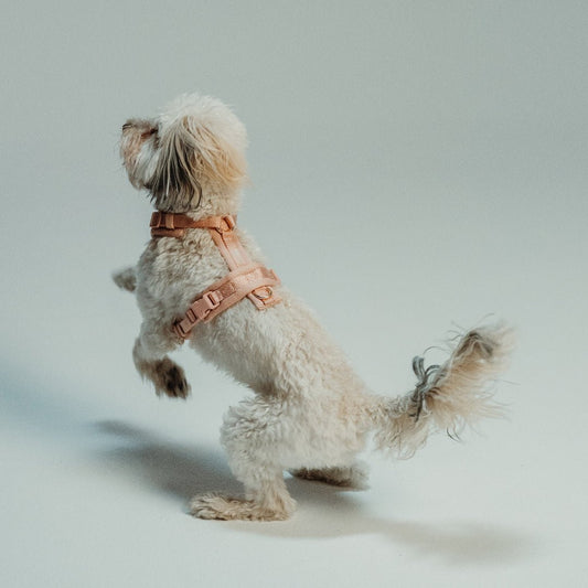 Furlou Pehmustetut valjaat koiralle, puuteri