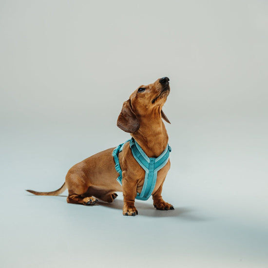 Furlou Pehmustetut valjaat, turkoosi