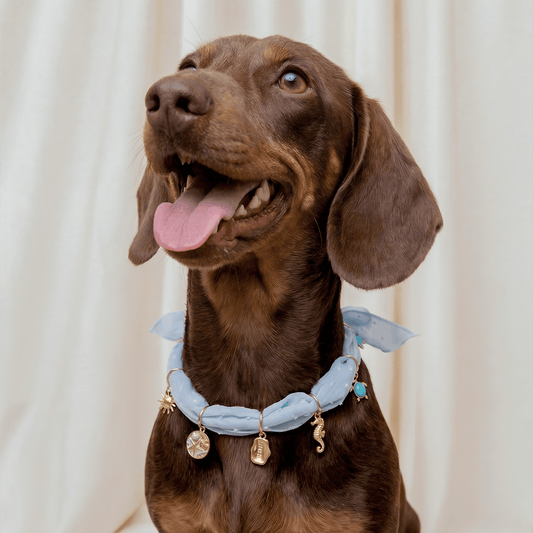 CAFIDE Riipussetti koiran asusteisiin, meri