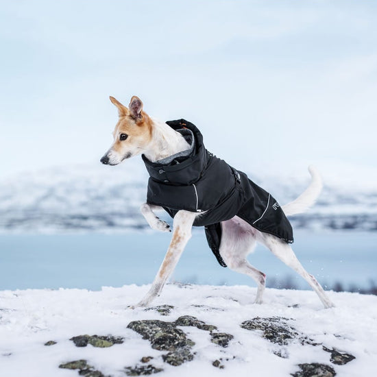 Rukka Pets musta koiran talvitakki