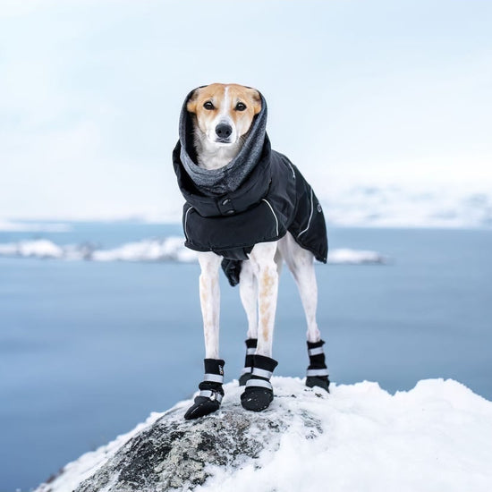 Rukka Pets musta koiran takki