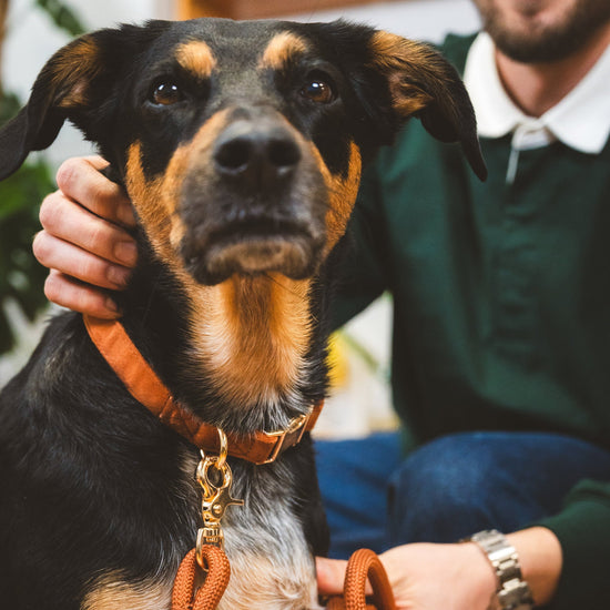 Furlou Samettinen koiranpanta, clay