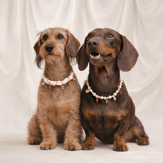 CAFIDE Sira - koiran helmikaulapanta, koralli