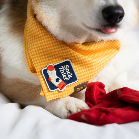 Scout's Honour Sock Thief - silitettävä kangasmerkki koiralle